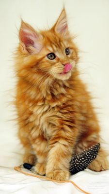 Maine Coon