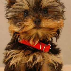 Yorkshire Terrier