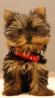 Yorkshire Terrier