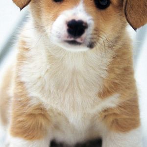 Puppy 