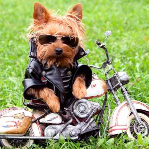 Biker Dog