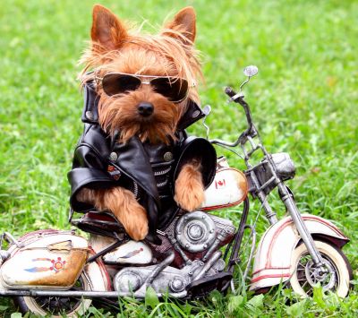 Biker Dog