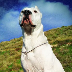 Dogo Argentino