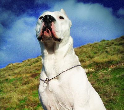 Dogo Argentino