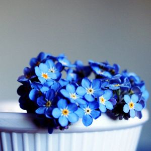 Blue flower