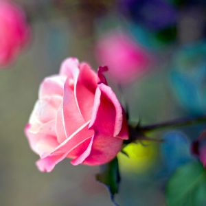 Pink rose