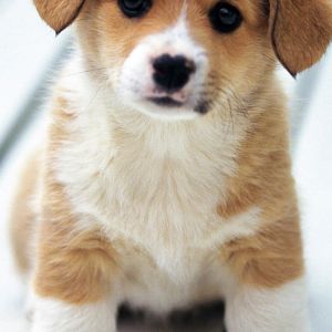 Cute Puppy