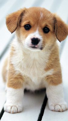 Cute Puppy