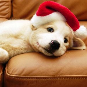 christmas puppy