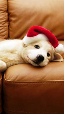 christmas puppy