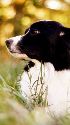 Border Collie