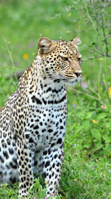 leopard