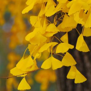 ginkgo