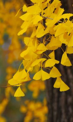 ginkgo