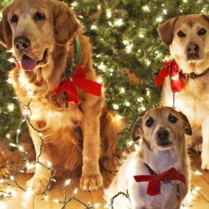 Christmas Dogs