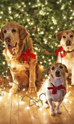 Christmas Dogs