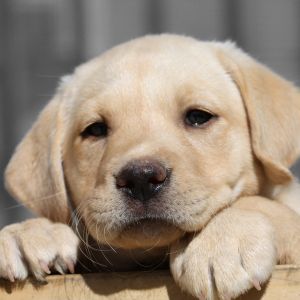 Labrador retriever