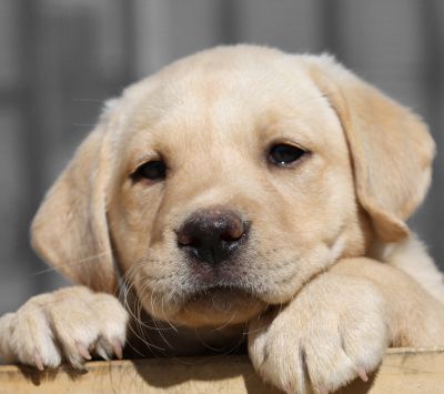 Labrador retriever