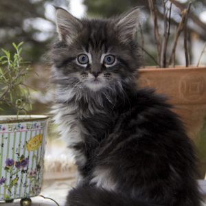 Maine Coon 