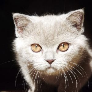 Biela mačka