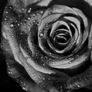 Čierna ruža