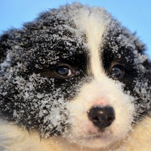 Border Collie