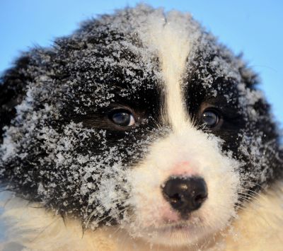 Border Collie