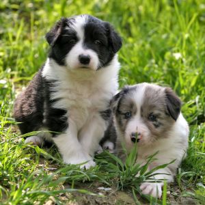 Border Collie