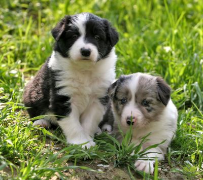 Border Collie