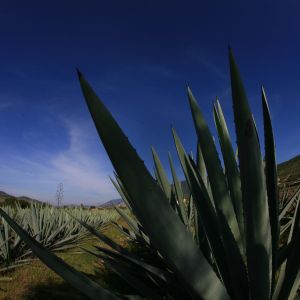 Agave