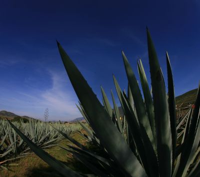 Agave