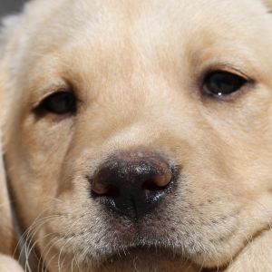 Labrador retriever