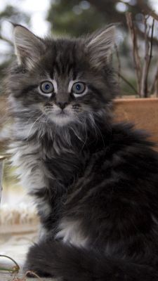 Maine coon mačka