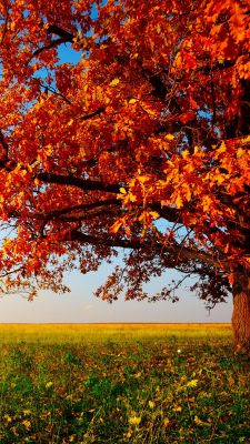 Jeseň na strome