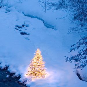Vianočný stromček na brehu rieky